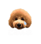 セブキラスタンプ（個別スタンプ：6）