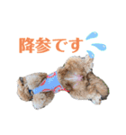 セブキラスタンプ（個別スタンプ：12）
