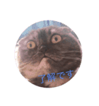 ねことらくがきさん（個別スタンプ：1）