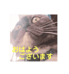 ねことらくがきさん（個別スタンプ：5）