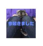 ねことらくがきさん（個別スタンプ：13）