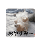 ちわわの挨拶（個別スタンプ：3）
