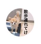ちわわの挨拶（個別スタンプ：8）