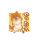 明日香ちゃん(Pomeranian)（個別スタンプ：11）