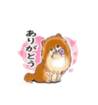 明日香ちゃん(Pomeranian)（個別スタンプ：12）