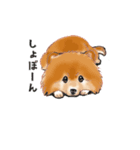 明日香ちゃん(Pomeranian)（個別スタンプ：18）