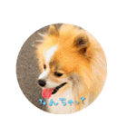 毎日使える！かわいすぎるポメラニアン2（個別スタンプ：1）