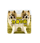 毎日使える！かわいすぎるポメラニアン2（個別スタンプ：2）