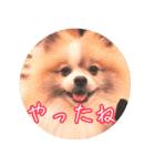 毎日使える！かわいすぎるポメラニアン2（個別スタンプ：7）