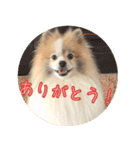 毎日使える！かわいすぎるポメラニアン2（個別スタンプ：8）