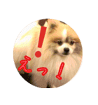 毎日使える！かわいすぎるポメラニアン2（個別スタンプ：10）