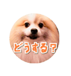 毎日使える！かわいすぎるポメラニアン2（個別スタンプ：12）