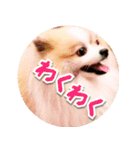 毎日使える！かわいすぎるポメラニアン2（個別スタンプ：14）