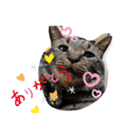 withねこ＆いぬ（個別スタンプ：5）