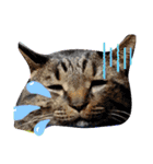 withねこ＆いぬ（個別スタンプ：7）