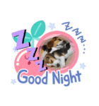 withねこ＆いぬ（個別スタンプ：14）