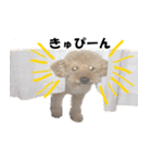 unknown KEDAMA 2.5（個別スタンプ：24）