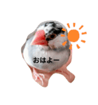 日常会話文鳥（個別スタンプ：2）