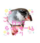 日常会話文鳥（個別スタンプ：4）