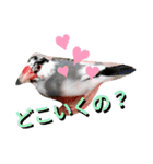 日常会話文鳥（個別スタンプ：5）