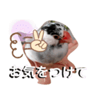 日常会話文鳥（個別スタンプ：6）