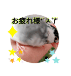 日常会話文鳥（個別スタンプ：7）
