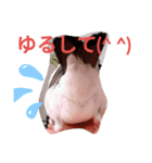 日常会話文鳥（個別スタンプ：8）