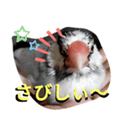 日常会話文鳥（個別スタンプ：11）