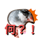 日常会話文鳥（個別スタンプ：12）