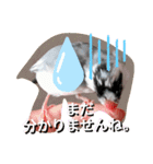 日常会話文鳥（個別スタンプ：13）