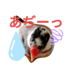 日常会話文鳥（個別スタンプ：14）