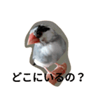 日常会話文鳥（個別スタンプ：16）