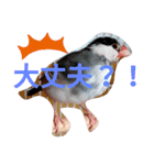 日常会話文鳥（個別スタンプ：19）