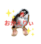 日常会話文鳥（個別スタンプ：20）