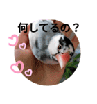 日常会話文鳥（個別スタンプ：22）