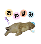 kohaku_1028（個別スタンプ：8）