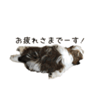シーズーとジャックラッセル【平日編】（個別スタンプ：15）