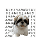 シーズーとジャックラッセル【平日編】（個別スタンプ：18）