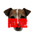 シーズーとジャックラッセル【平日編】（個別スタンプ：20）