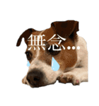 シーズーとジャックラッセル【平日編】（個別スタンプ：21）