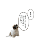 シーズーとジャックラッセル【平日編】（個別スタンプ：27）