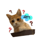 まーにゃんの生活（個別スタンプ：9）