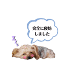 エマネル美容室✂️（個別スタンプ：16）