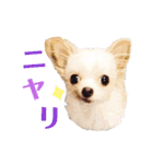 なっつ♡ぴのんコラボスタンプ②（個別スタンプ：13）