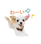 なっつ♡ぴのんコラボスタンプ②（個別スタンプ：20）