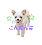 なっつ♡ぴのんコラボスタンプ②（個別スタンプ：31）