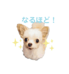 なっつ♡ぴのんコラボスタンプ②（個別スタンプ：33）