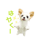 なっつ♡ぴのんコラボスタンプ②（個別スタンプ：34）