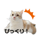 ふて猫ちくわ③（個別スタンプ：2）