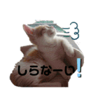 ふて猫ちくわ③（個別スタンプ：4）